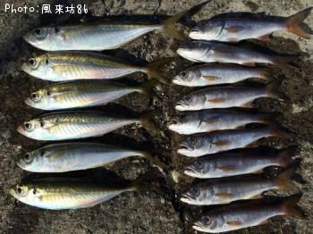 ¥¢¥¸¡õ¥à¥Ä