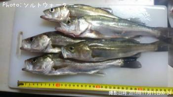 �����Х�