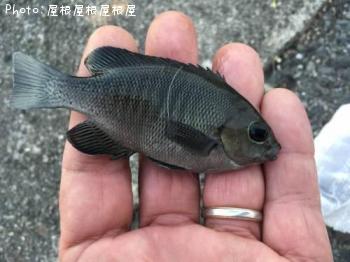 �ץ��᥸��