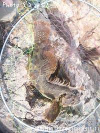 ���ॷ������