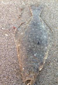 �ҥ��