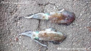 �����ꥤ��