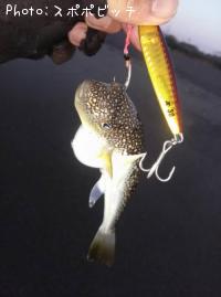 �����ե�