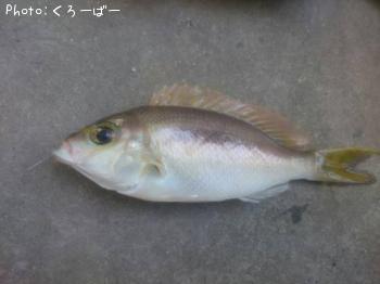 �ҥ᥿�ޥ�����