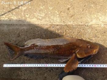 �����ʥ�