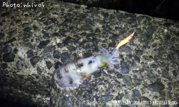 �����ꥤ��