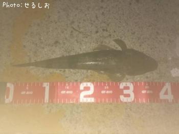 ���ޥ�����