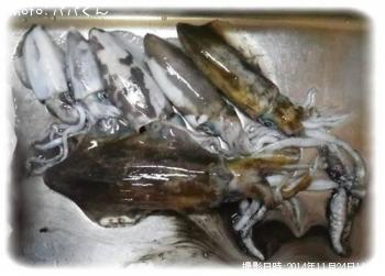 �����ꥤ��