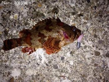 �����֥���饽��