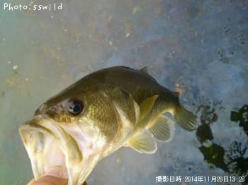 ¥Ö¥é¥Ã¥¯¥Ð¥¹