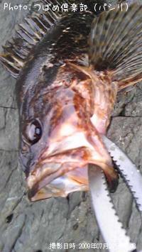 �٥å�������