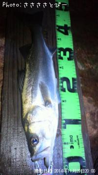 ¥·¡¼¥Ð¥¹Ãæ¡õ¥¢¥¸