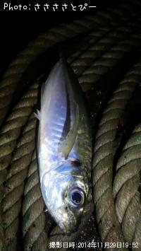 ¥·¡¼¥Ð¥¹Ãæ¡õ¥¢¥¸