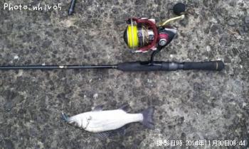 ¥Ò¥é¥»¥¤¥´