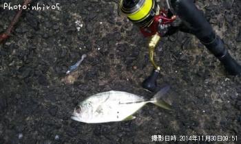 ���󥬥ᥢ��