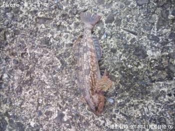 �����ʥ�