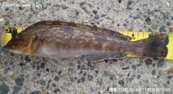 �����ʥ�