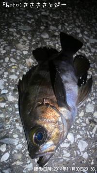 ��������Х�