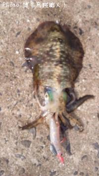 �����ꥤ��