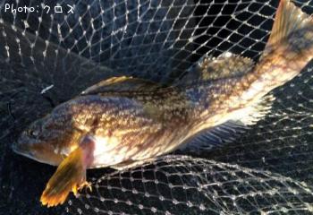 �����ʥ�