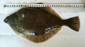 �������쥤