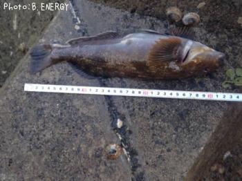 �����ʥ�