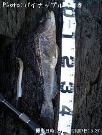 �����ʥ�