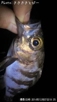 ���ꥢ��Х�