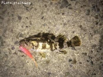 �����Υ���Х�