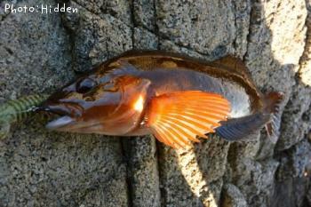 �����ʥ�