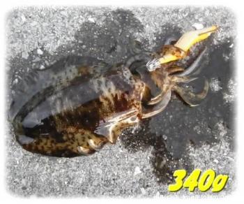 �����ꥤ��