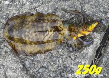 �����ꥤ��