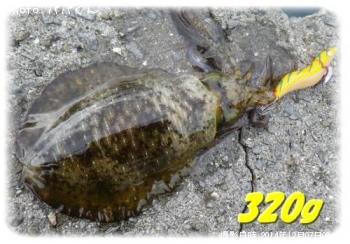 �����ꥤ��