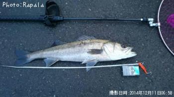 �����Х�