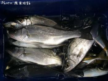 ¥Ò¥é¥»¥¤¥´