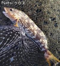 �����ʥ�