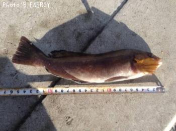 �����ʥ�