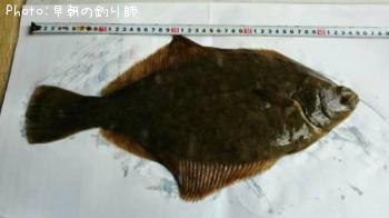 ¥Þ¥³¥«¥ì¥¤