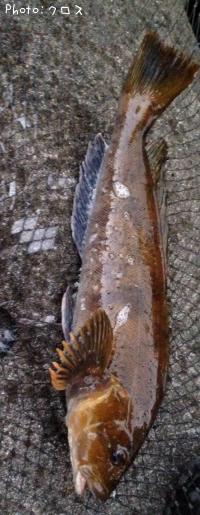 �����ʥ�