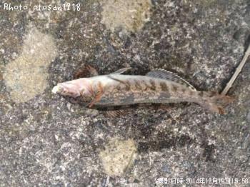 �����ʥ�