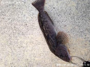 �����ʥ�