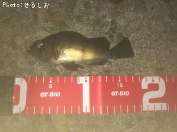 ����Х��