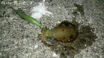 �����ꥤ��