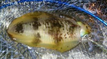 �����ꥤ��