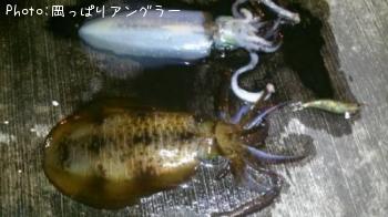 �����ꥤ��