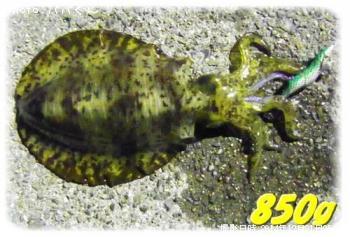 �����ꥤ��