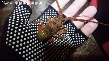 ��Τ������Ϸ�ʾС�