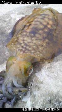 ¥¢¥ª¥ê¥¤¥«