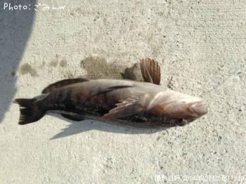 �����ʥ�