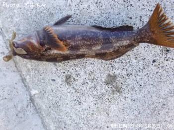 �����ʥ�